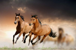 10 Kognitivnih činjenica o konjima 10 Kognitivnih činjenica o konjima